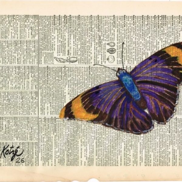 Butterfly