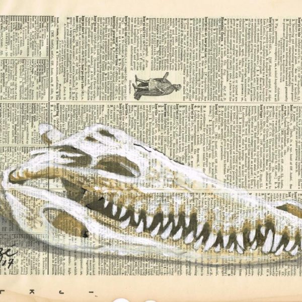 Crocodile Skull