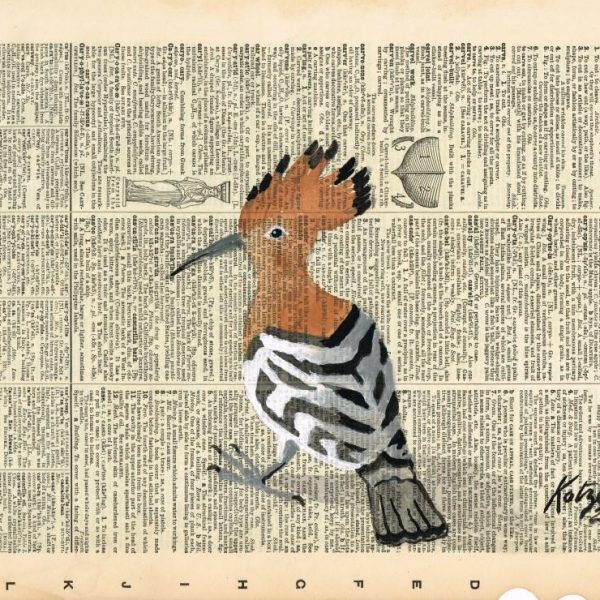 Hoopoe
