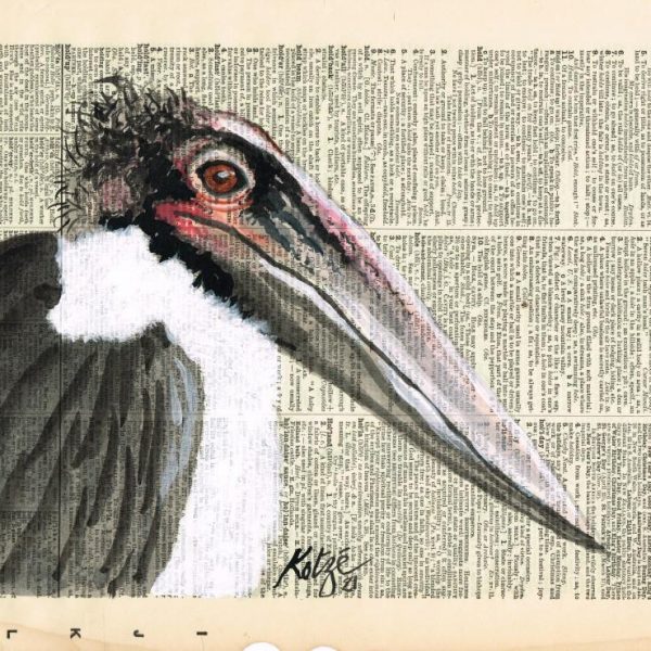 Marabou Stork