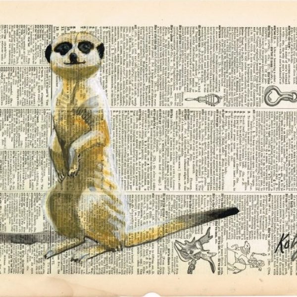Meerkat