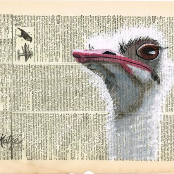 Ostrich